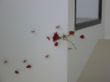 137-3754_IMG.JPG