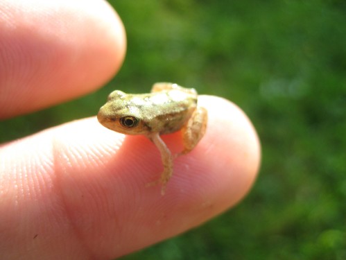 Ich zeig euch, wo der Frosch die Locken hat!